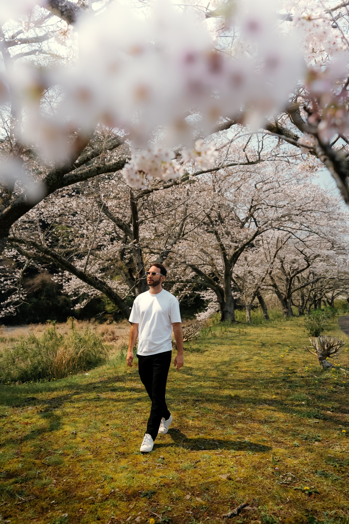 Marche sous une allée de cerisiers en fleurs