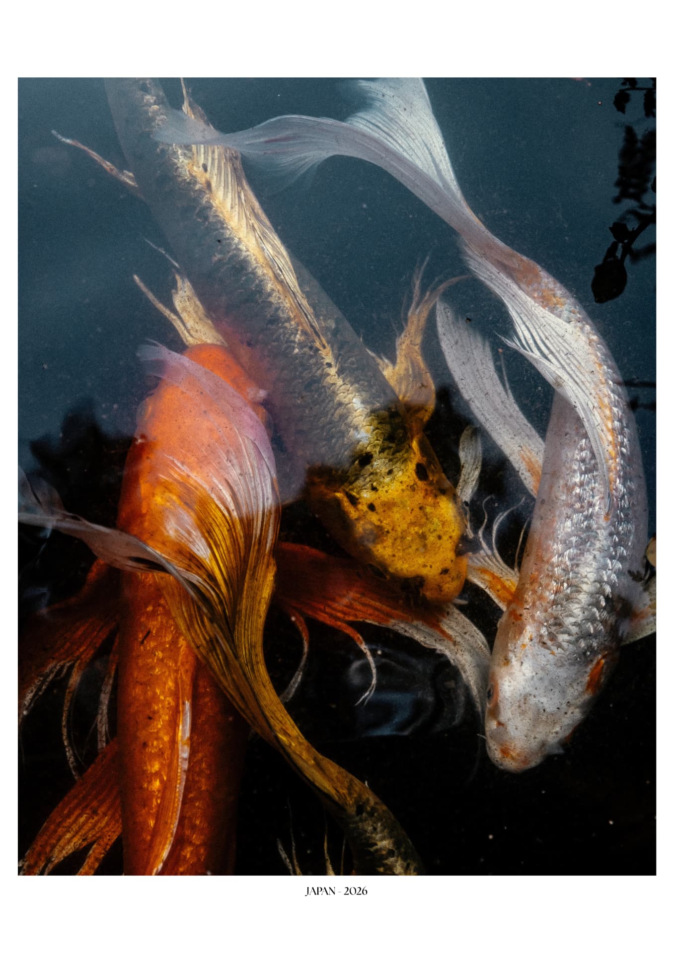 Carpes koï nageant dans une eau sombre