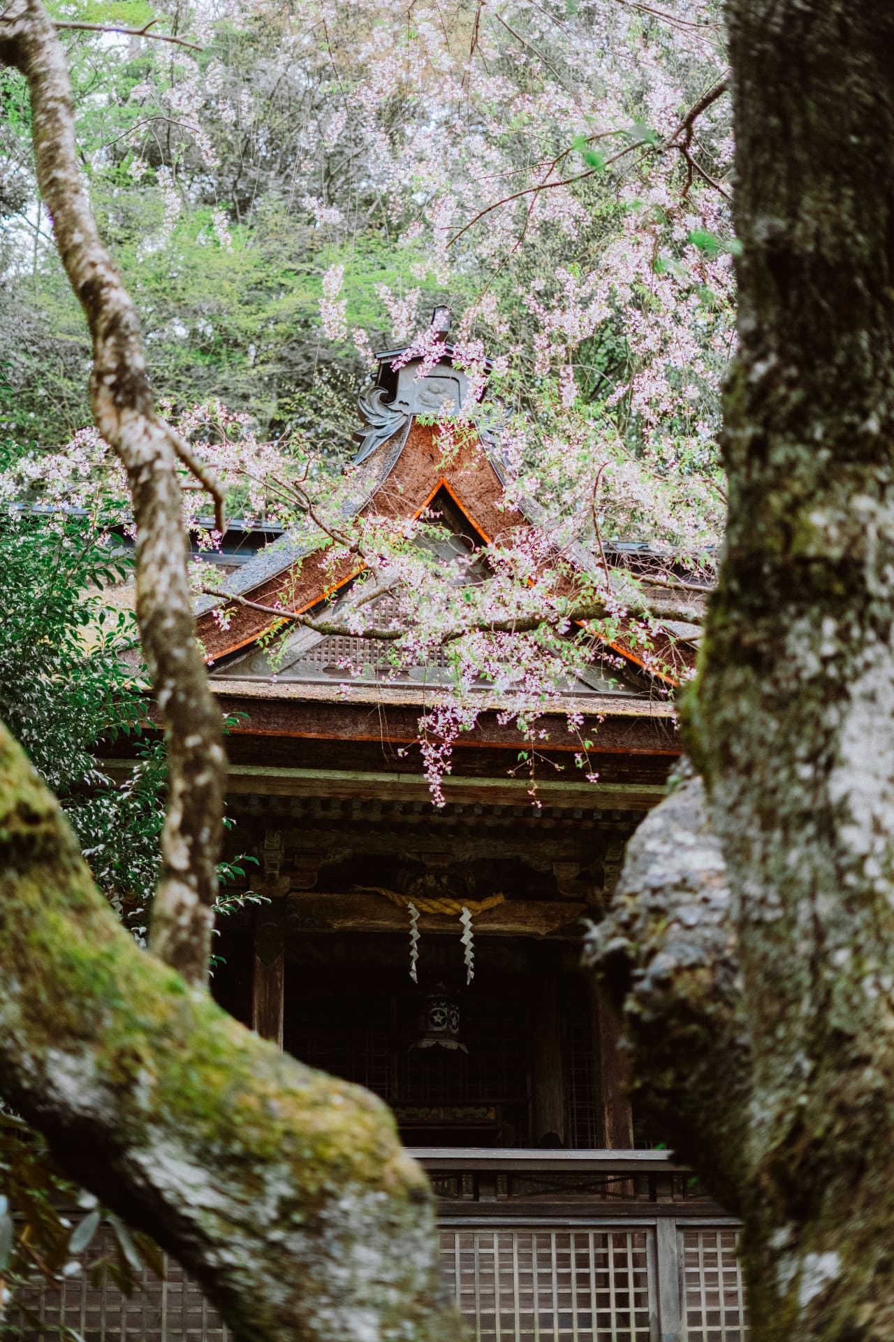 Sanctuaire en bois aperçu à travers des cerisiers en fleurs