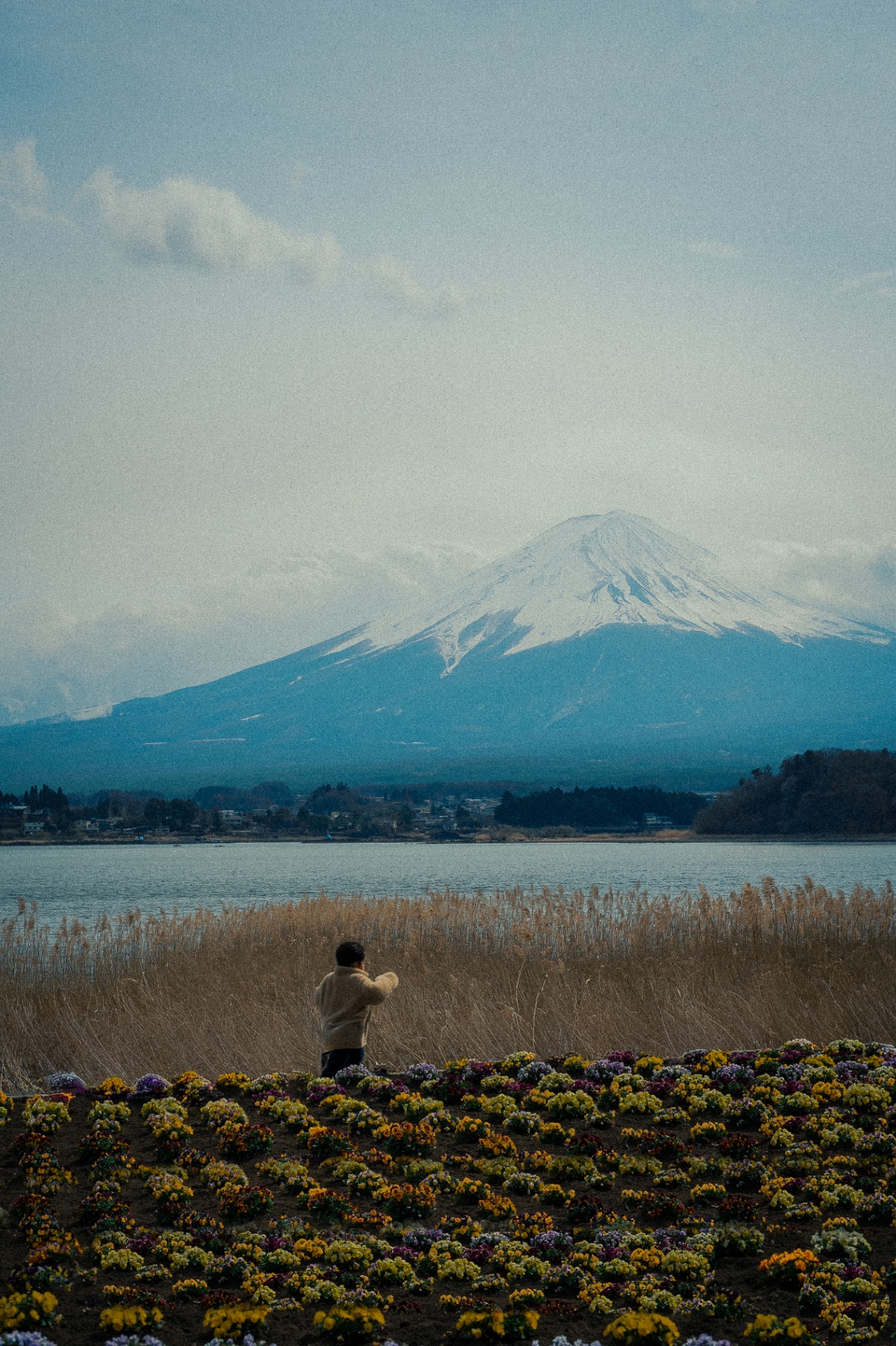 Mont Fuji vu depuis un champ de fleurs au bord du lac