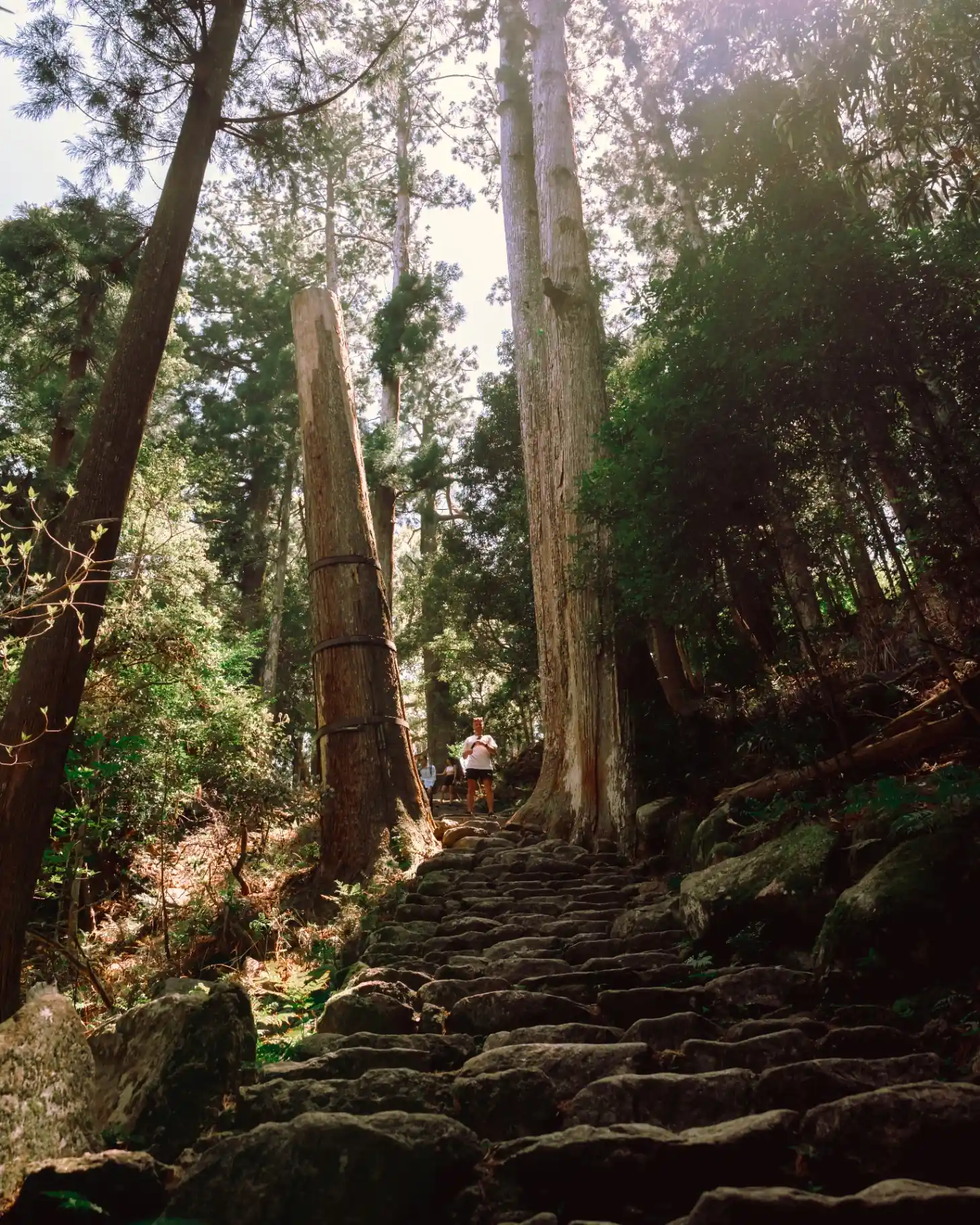 Sentier de pierres dans une forêt de cèdres