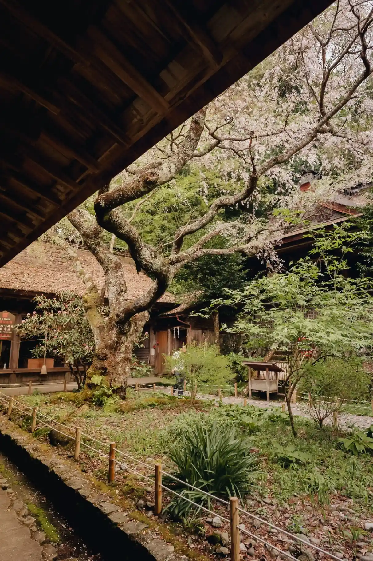 Temple en bois et cerisier en fleurs