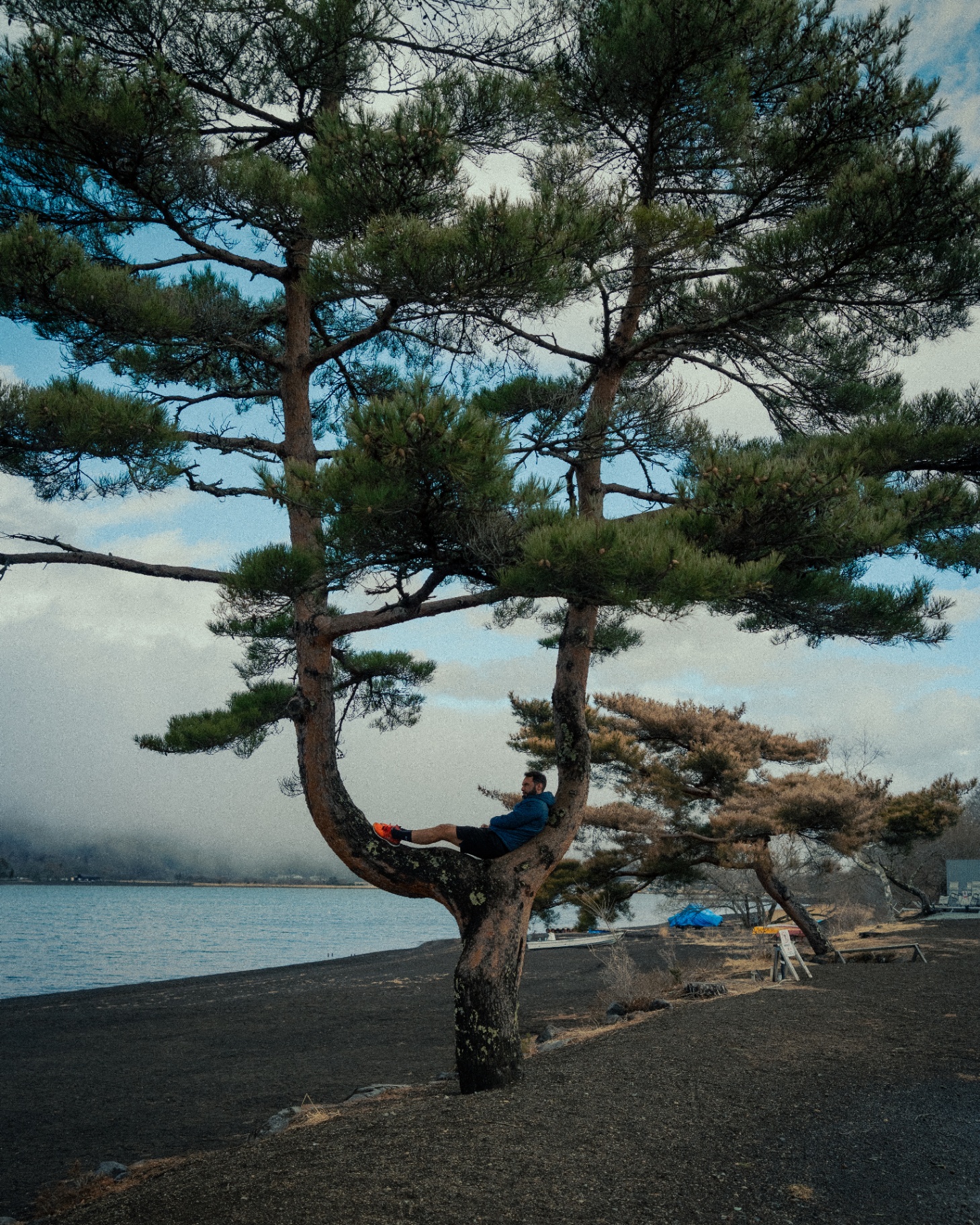 Pause contemplative dans un pin au bord du lac