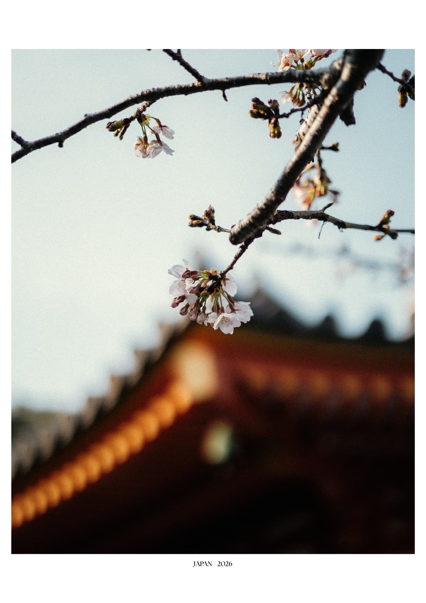 Branche de cerisier en fleurs devant un toit de temple au coucher du soleil