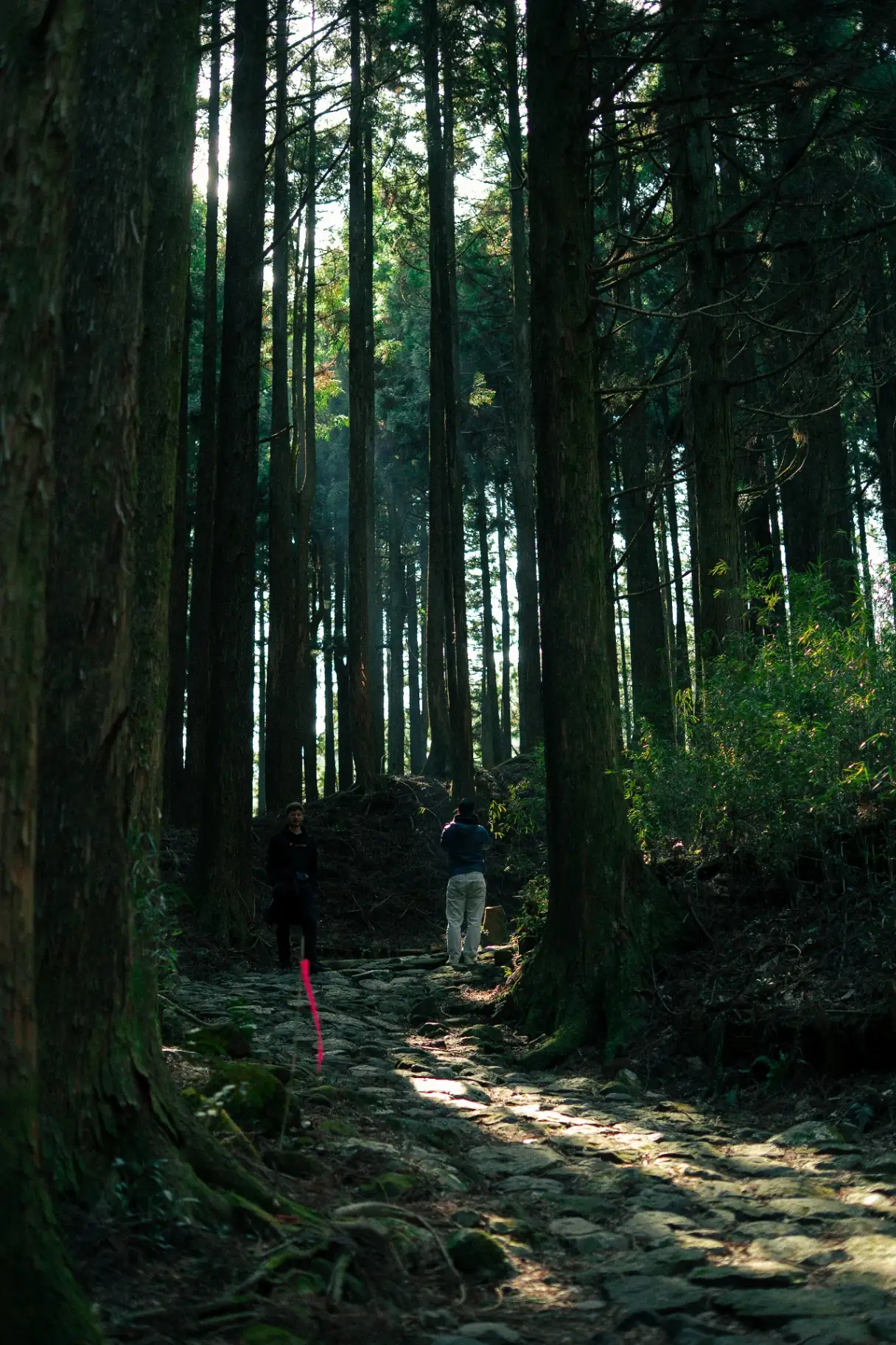 Marche dans une forêt japonaise baignée de lumière